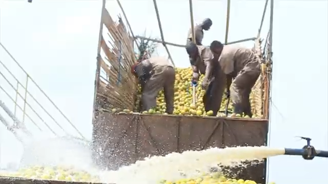 Fruittiland Documentary 4-53 screenshot